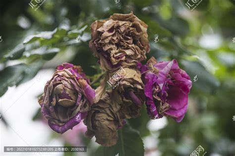 枯萎的花風水